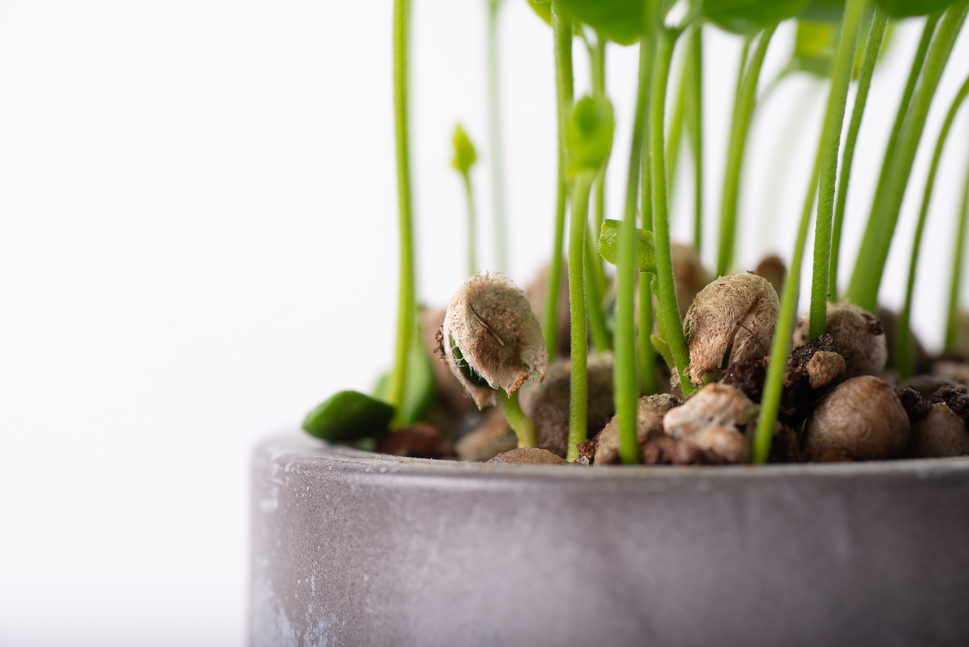 原生植物永續禮 七里香種子盆栽禮盒 5 種子盆栽成長