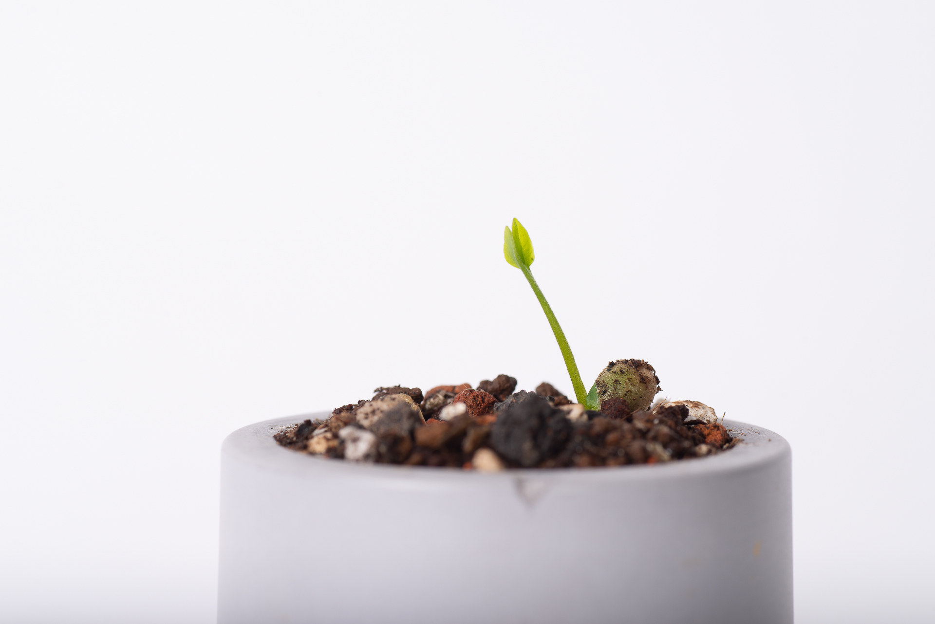 原生植物永續禮 七里香種子盆栽禮盒 6 種子盆栽舒張莖與葉永續禮品