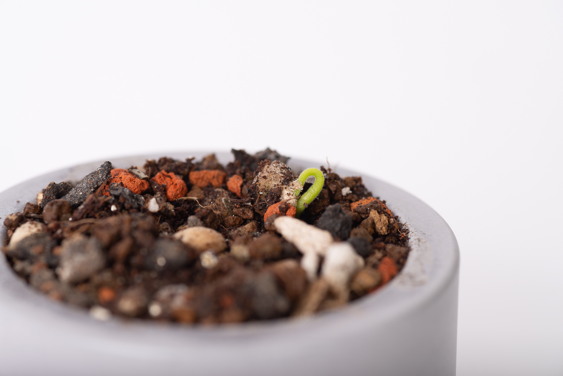 原生植物永續禮 七里香種子盆栽禮盒 7 種子盆栽發芽永續禮品