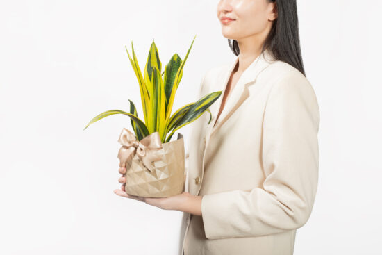 鳳梨盆栽的禮物感:台灣設計鳳梨盆 27 金鳳梨盆栽