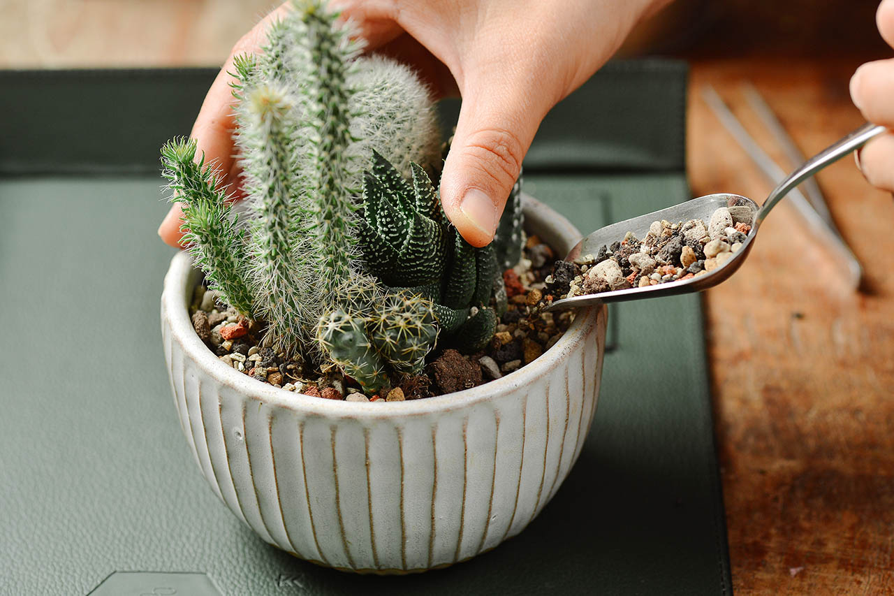 多肉Q&A:多肉植物正確澆水方式大公開 3 多肉Q&A:多肉植物正確澆水方式大公開 1016 美學版組盆步驟 075