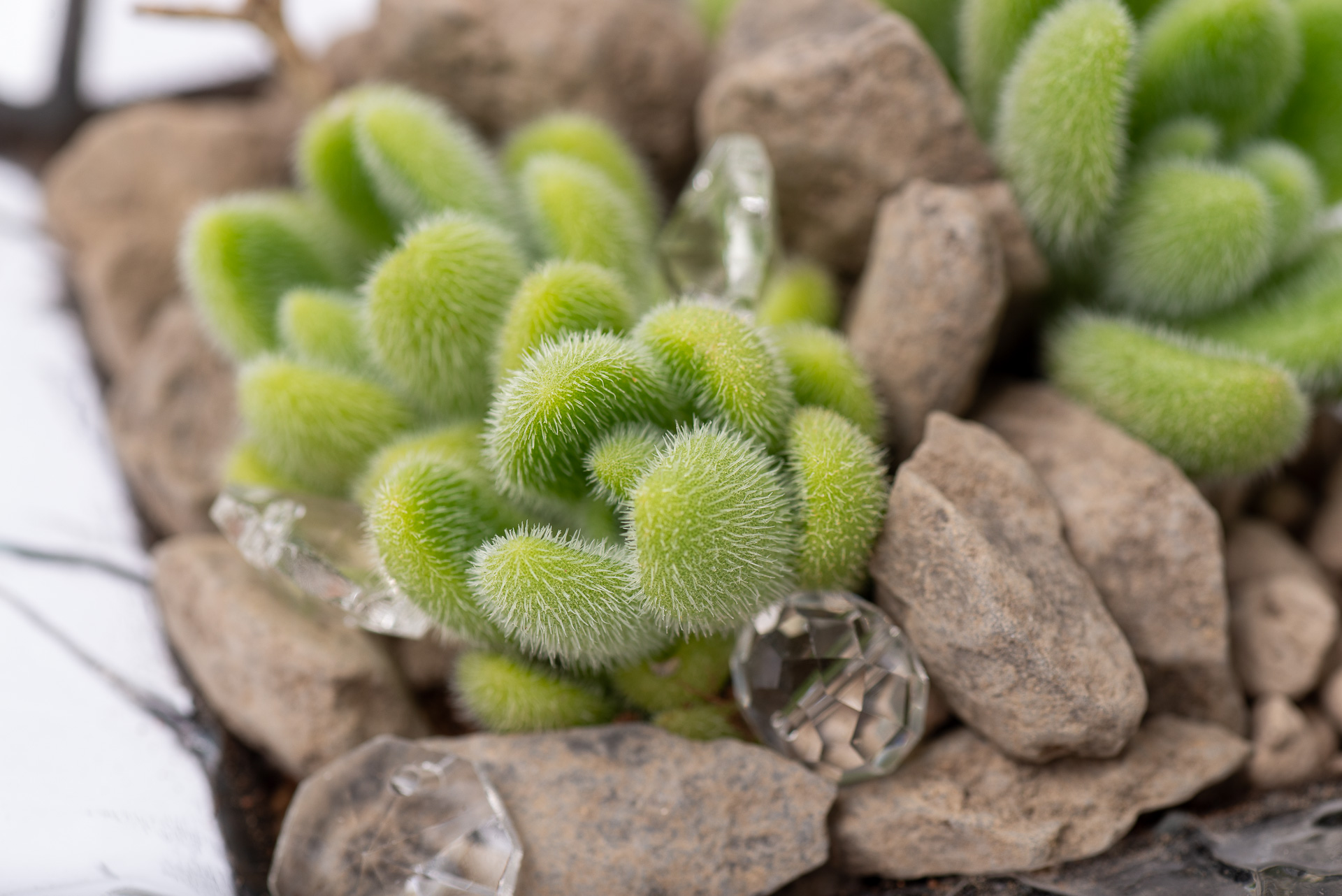 多肉圖鑑:貓毛信東尼 Sedum mocinianum 4 多肉圖鑑:貓毛信東尼 Sedum mocinianum 1021 每月一肉多肉植物貓毛信東尼 018