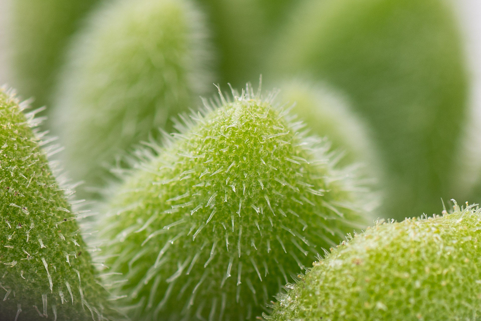 多肉圖鑑:貓毛信東尼 Sedum mocinianum 3 多肉圖鑑:貓毛信東尼 Sedum mocinianum 1021 每月一肉多肉植物貓毛信東尼 023 2