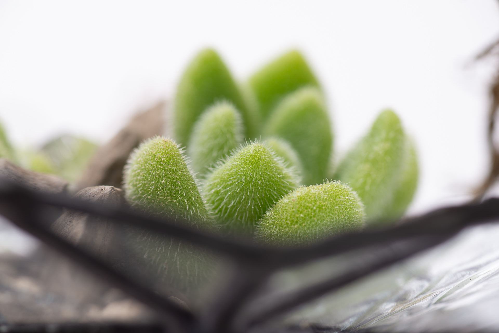 多肉圖鑑:貓毛信東尼 Sedum mocinianum 2 多肉圖鑑:貓毛信東尼 Sedum mocinianum 1021 每月一肉多肉植物貓毛信東尼 023