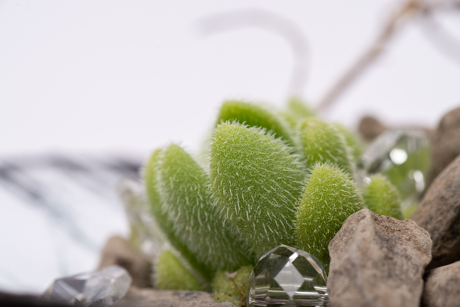 多肉圖鑑:貓毛信東尼 Sedum mocinianum 1 多肉圖鑑:貓毛信東尼 Sedum mocinianum 1021 每月一肉多肉植物貓毛信東尼 024