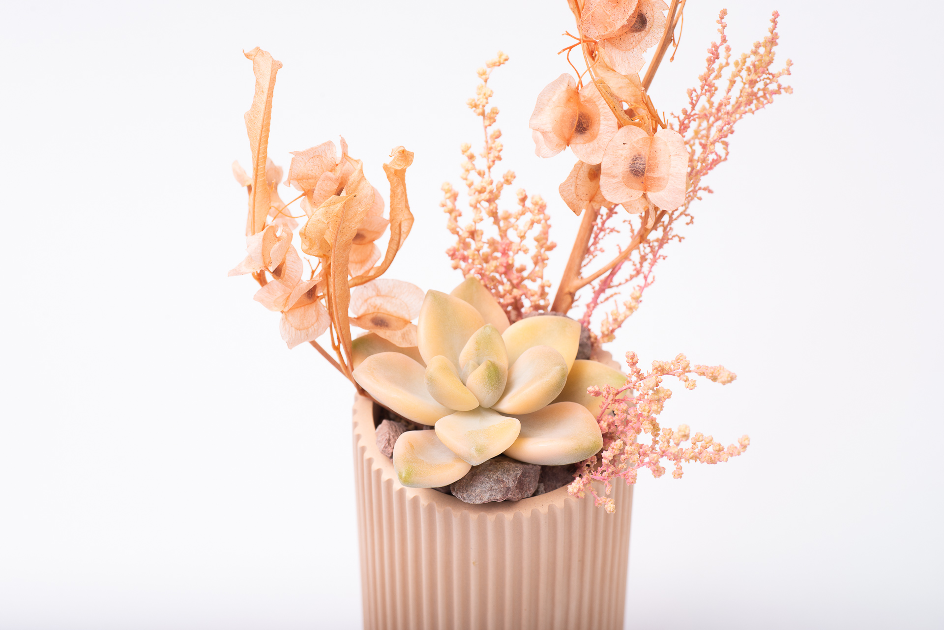 多肉圖鑑：淡雪錦 ×Graptoveria 'Victor Kane' Variegated 1021 每月一肉淡雪錦 033