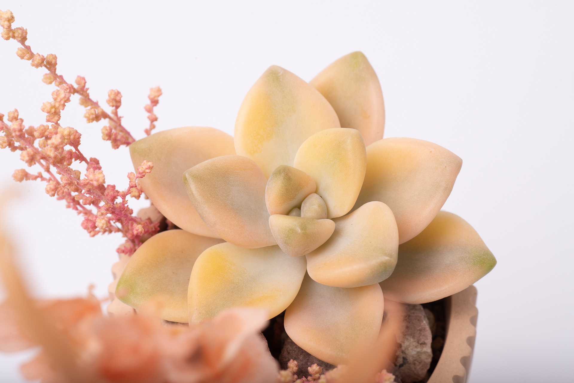 多肉圖鑑：淡雪錦 ×Graptoveria 'Victor Kane' Variegated 1021 每月一肉淡雪錦 041