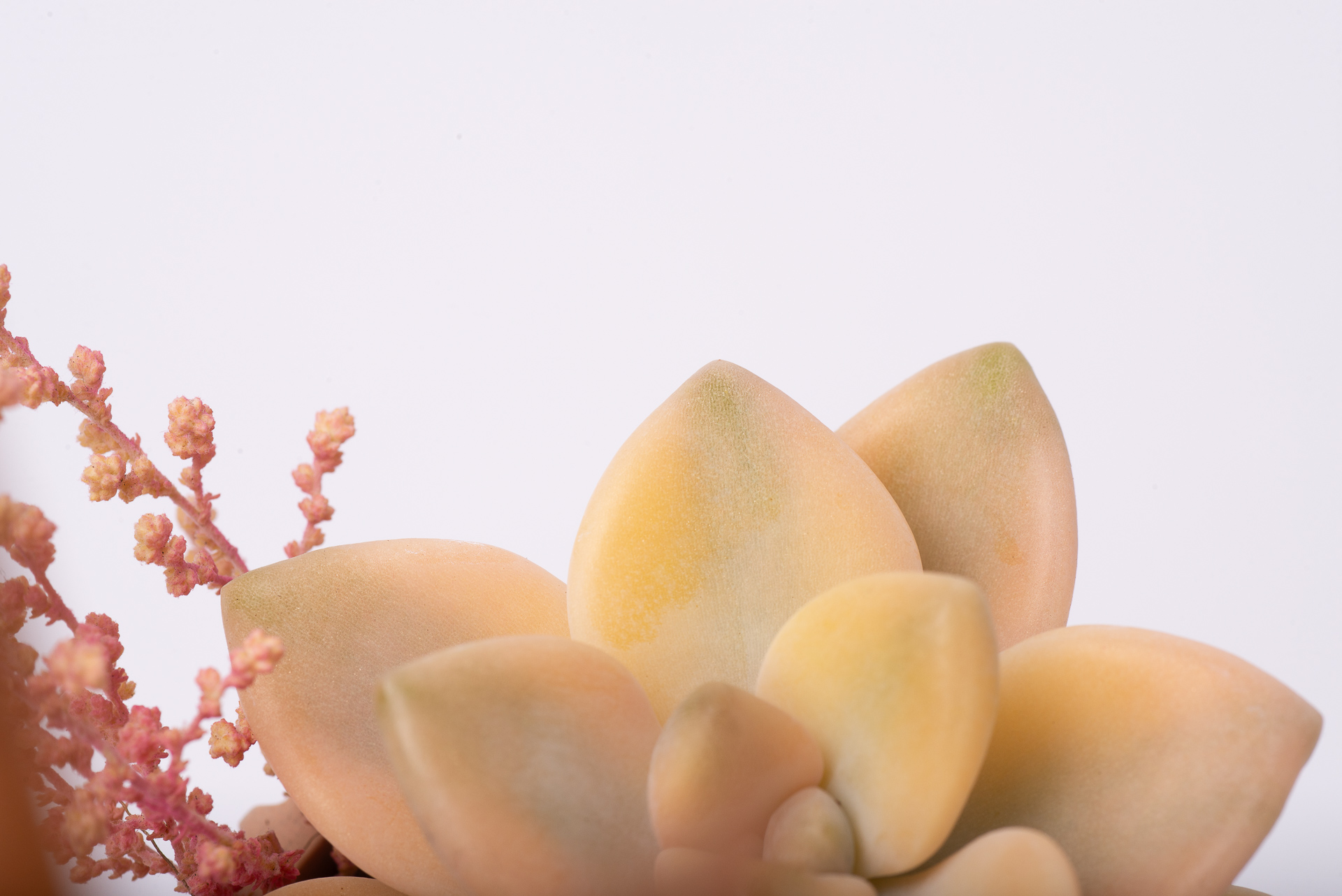 多肉圖鑑：淡雪錦 ×Graptoveria 'Victor Kane' Variegated 1021 每月一肉淡雪錦 042