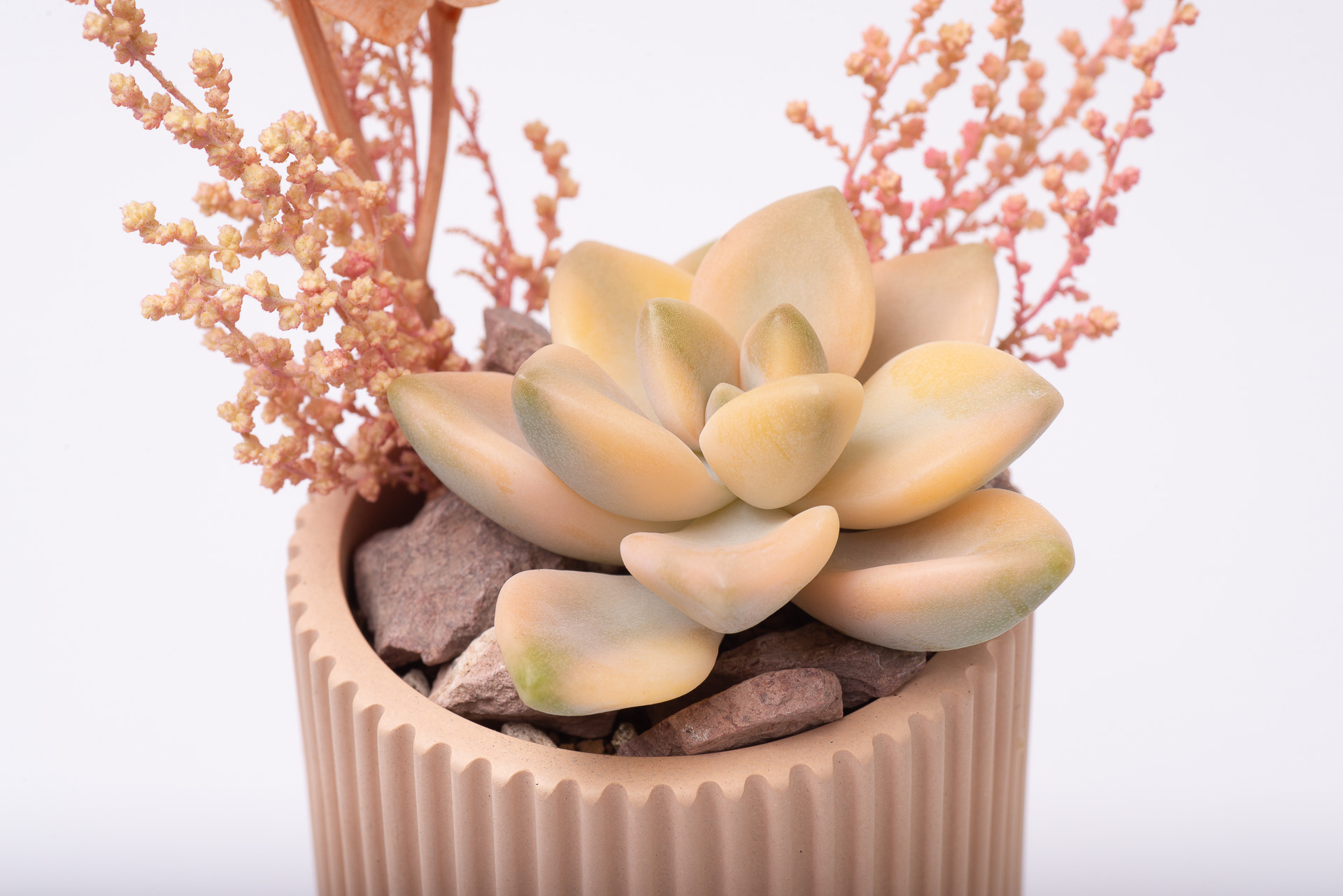 多肉圖鑑：淡雪錦 ×Graptoveria 'Victor Kane' Variegated 1021 每月一肉淡雪錦 044