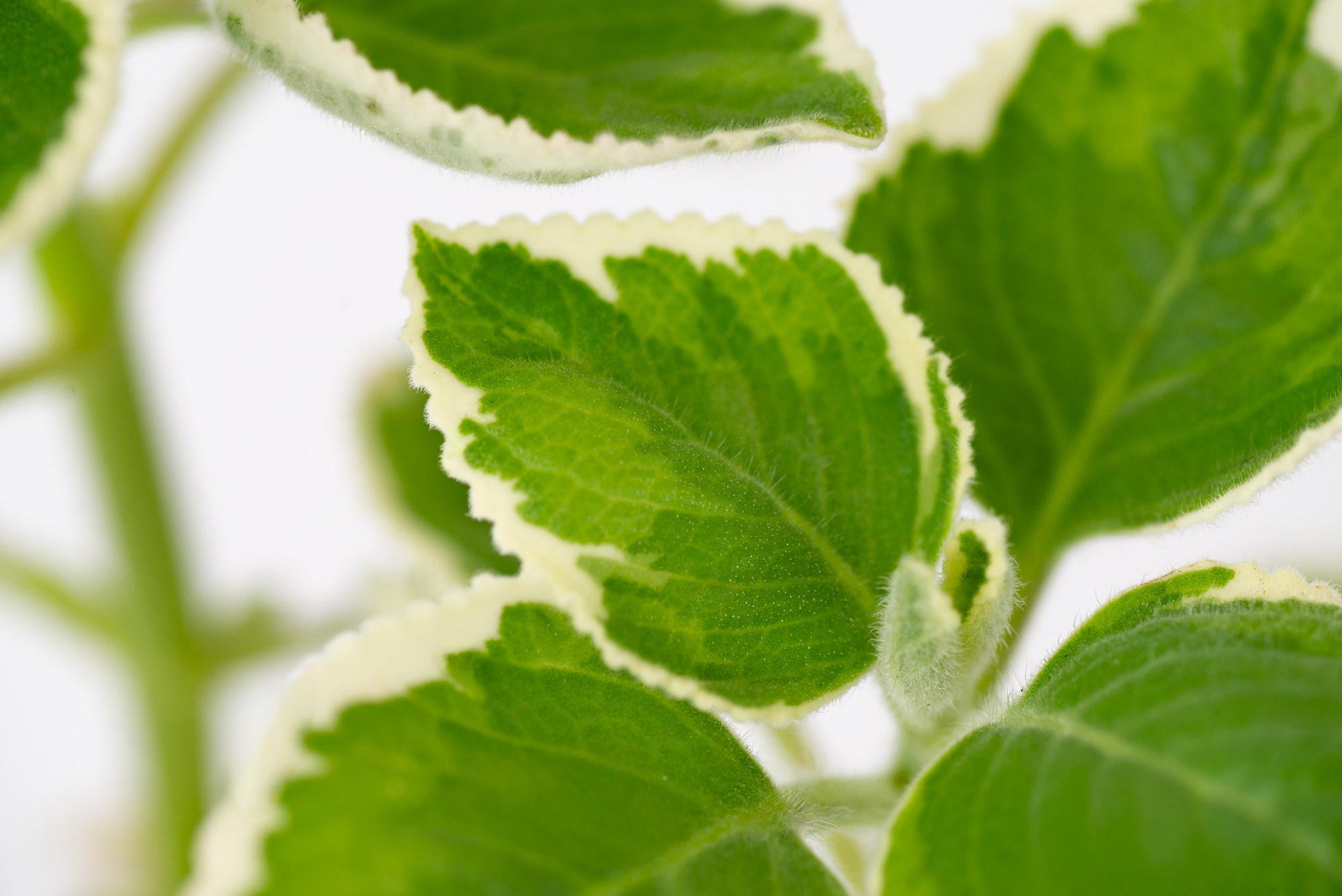 多肉圖鑑:白邊左手香 11 1022-每月一多肉斑葉左手香-葉片白斑特寫