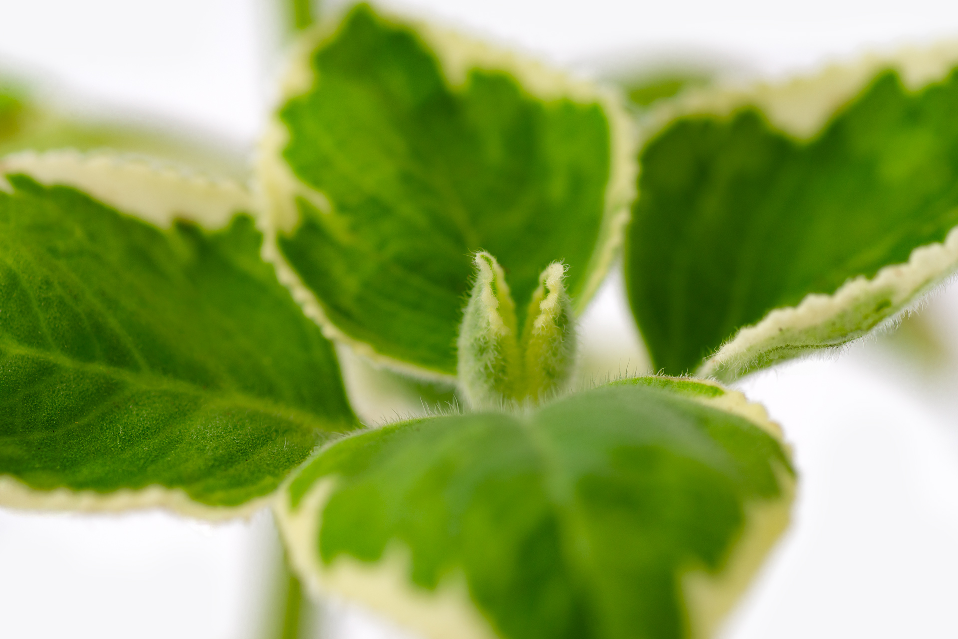 多肉圖鑑:白邊左手香 12 1022-每月一多肉斑葉左手香-葉片絨毛對生