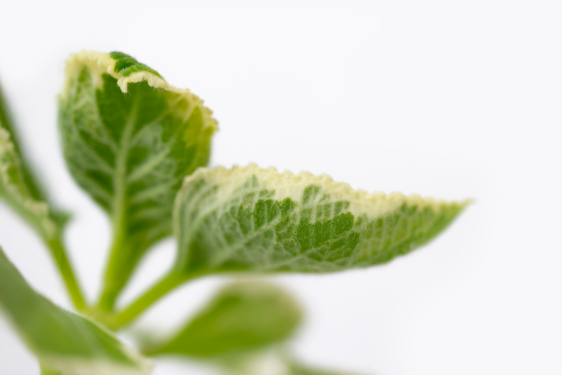 多肉圖鑑:白邊左手香 13 1022-每月一多肉斑葉左手香-葉背網格狀