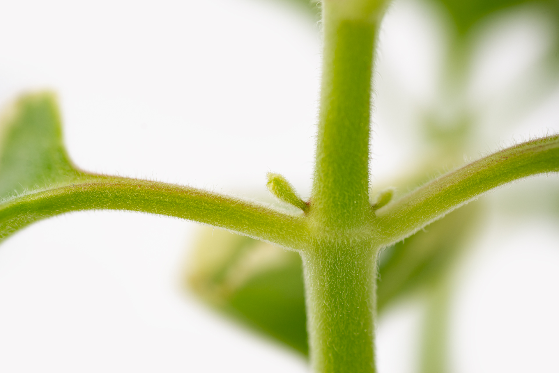 多肉圖鑑:白邊左手香 14 1022-每月一多肉斑葉左手香-葉腋側芽