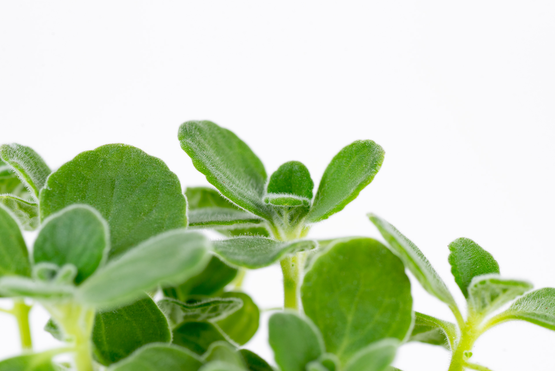 多肉圖鑑:蘋果左手香 12 1022-每月一多肉蘋果左手香-側面