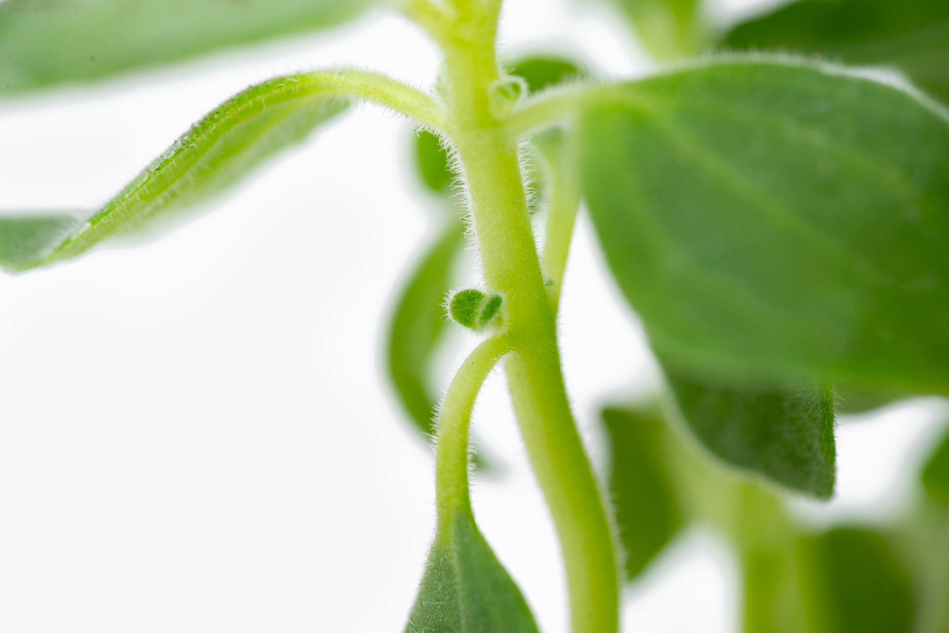多肉圖鑑:蘋果左手香 13 1022-每月一多肉蘋果左手香-莖節腋芽