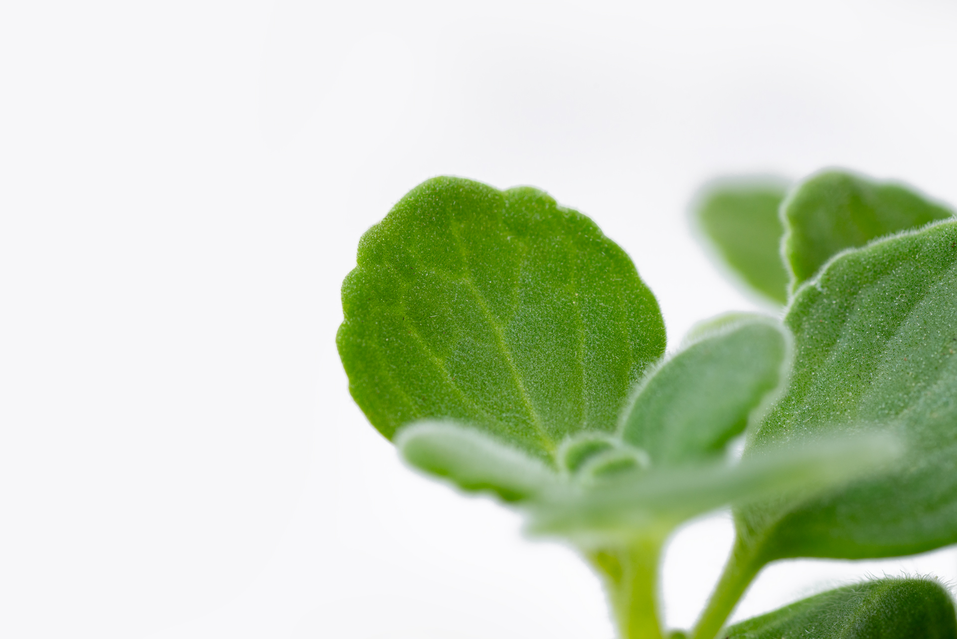 多肉圖鑑:蘋果左手香 11 1022-每月一多肉蘋果左手香-葉片葉脈