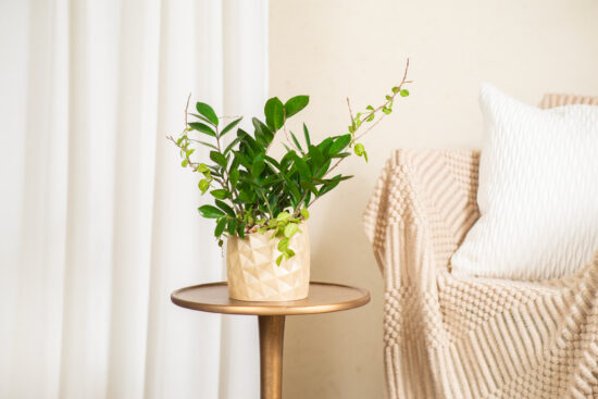 鳳梨盆栽的禮物感:台灣設計鳳梨盆 30 鳳梨大旺金錢樹