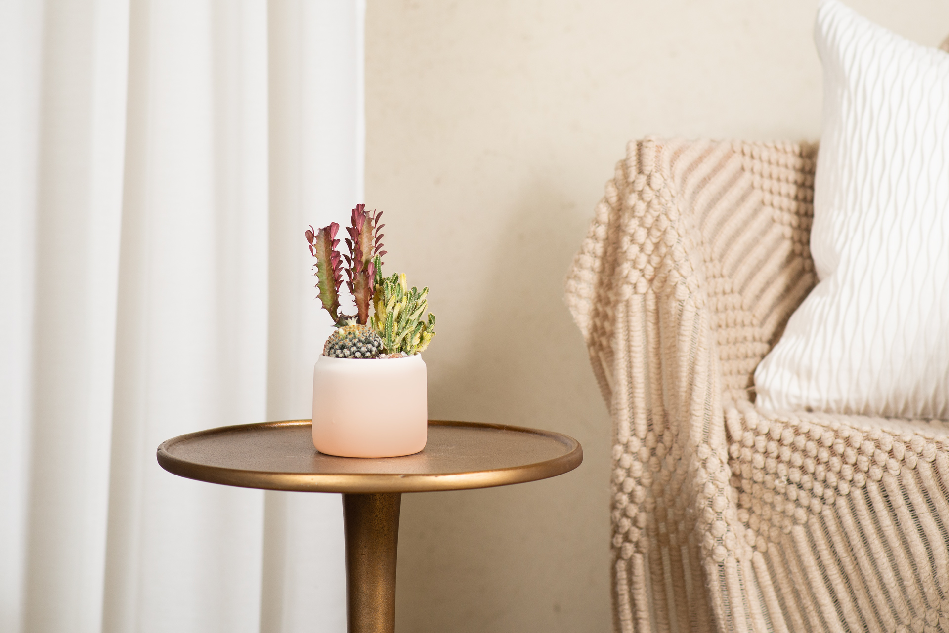 仙人掌盆栽設計