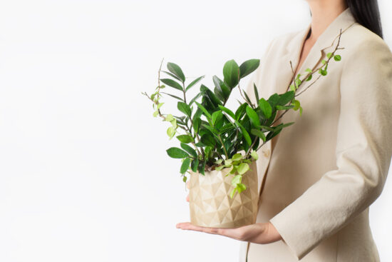 鳳梨盆栽的禮物感:台灣設計鳳梨盆 29 鳳梨送禮盆栽