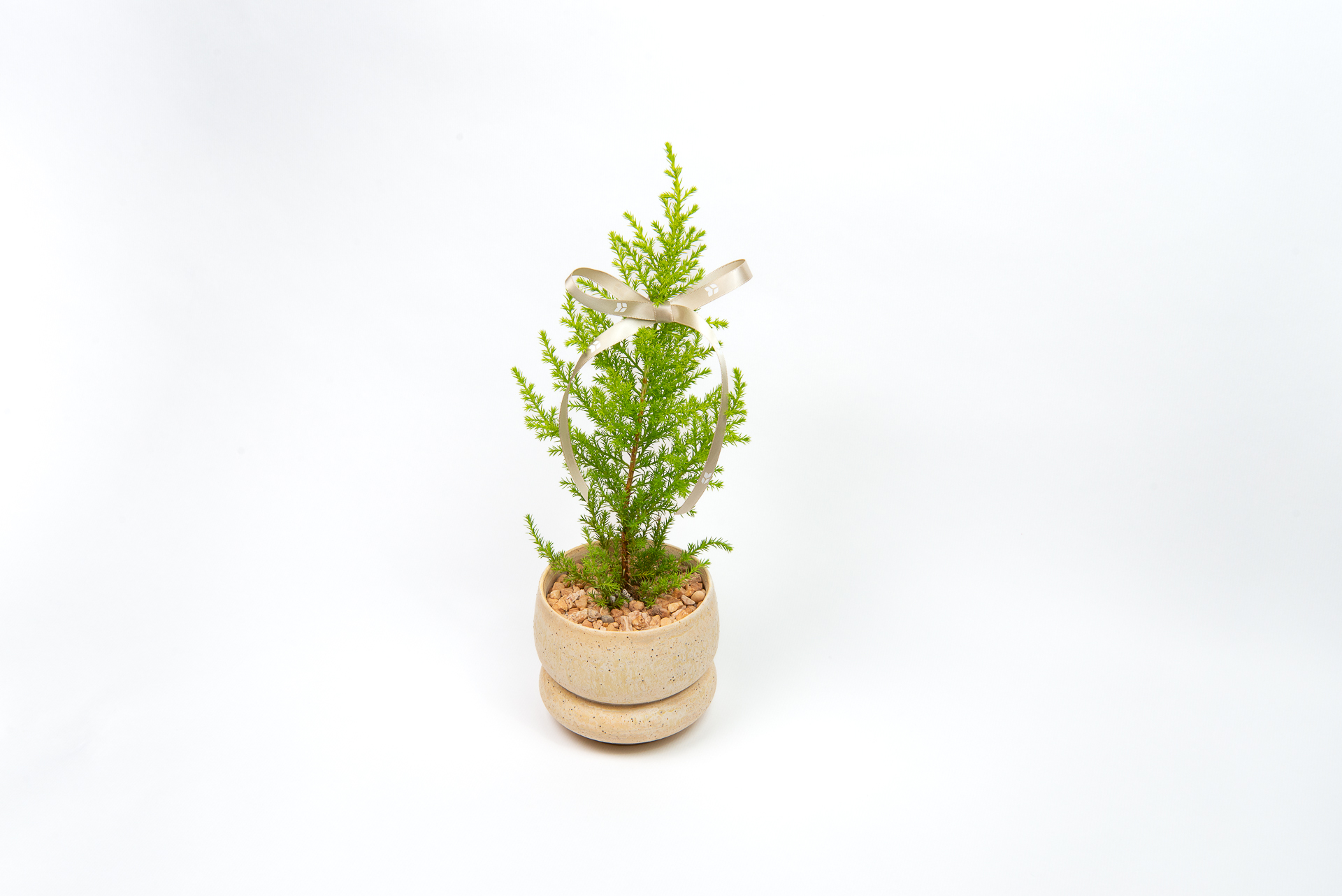 植物圖鑑:香冠柏 Cupressus macrocarpa ‘Goldcrest’ 6 1120 香冠柏聖誕小樹-俯視