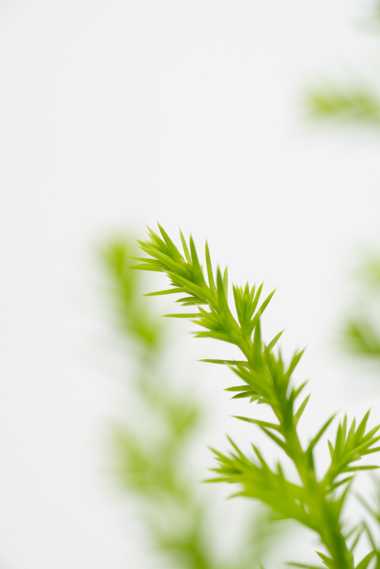 松柏是什麼? 6 種常見松柏圖鑑,從葉子清楚看出差別 16 1120 香冠柏聖誕小樹-微距細節