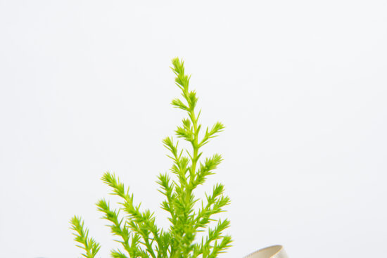 1120 香冠柏聖誕小樹-特寫