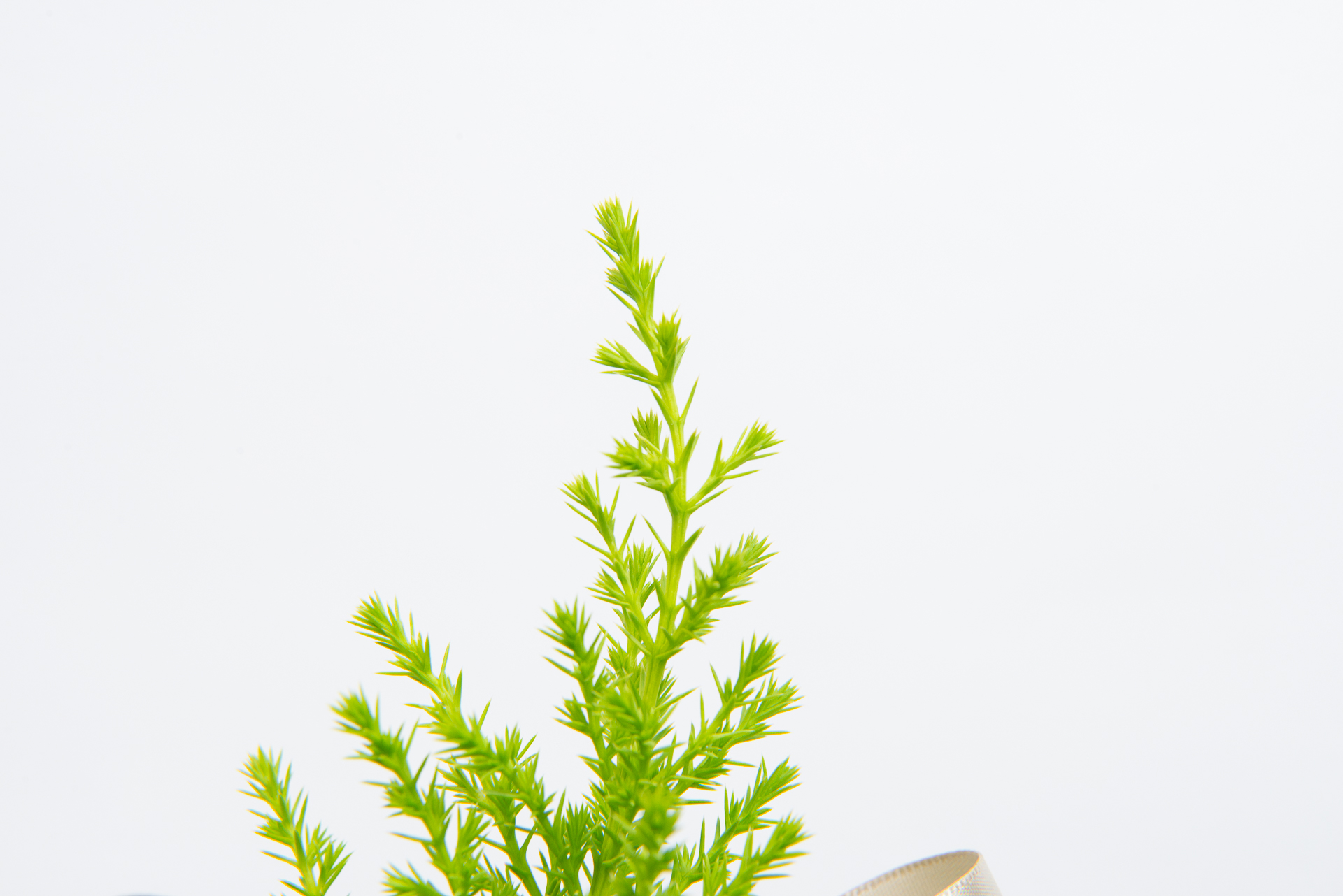 植物圖鑑:香冠柏 Cupressus macrocarpa ‘Goldcrest’ 4 1120 香冠柏聖誕小樹-特寫