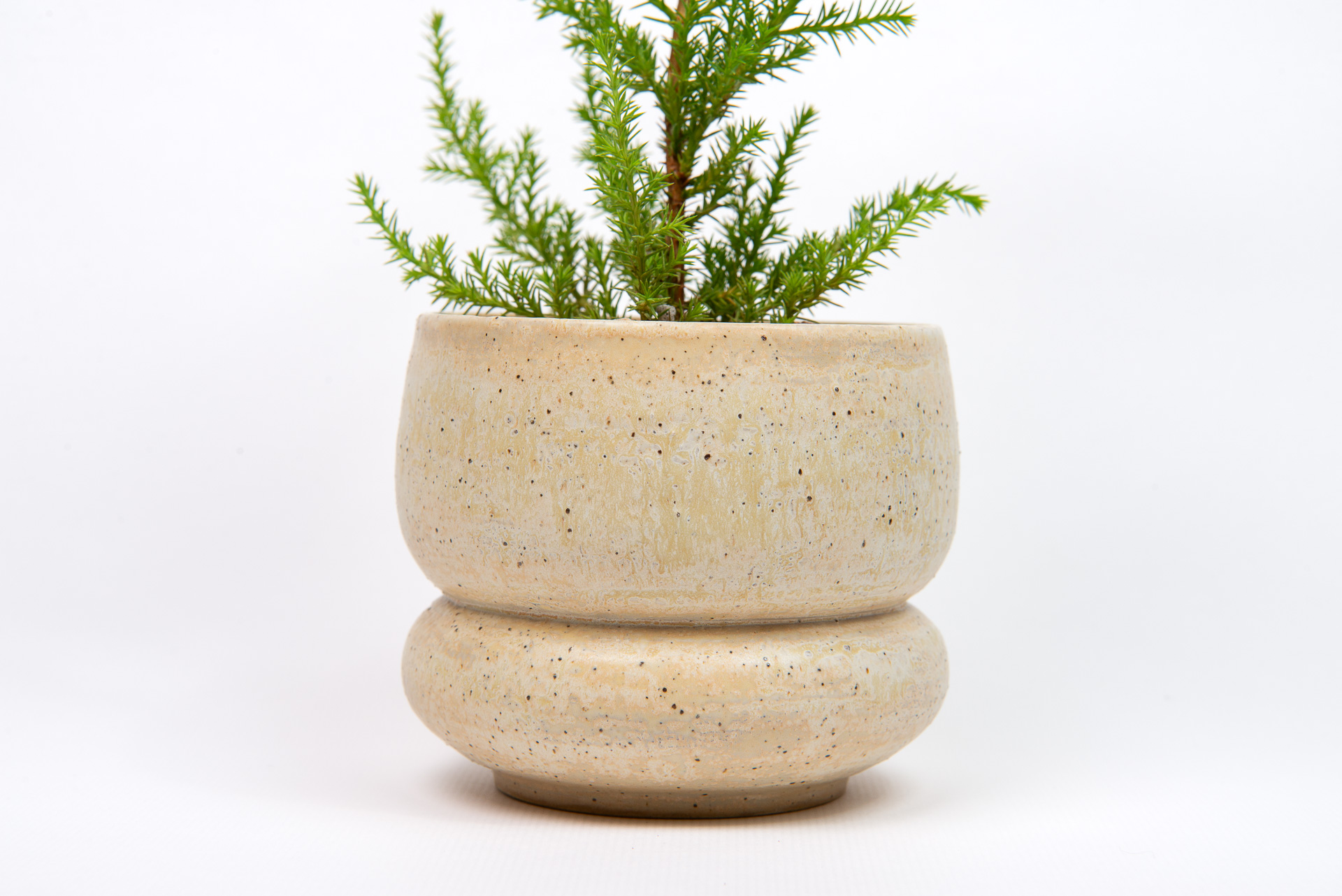 植物圖鑑:香冠柏 Cupressus macrocarpa ‘Goldcrest’ 5 植物圖鑑:香冠柏 Cupressus macrocarpa ‘Goldcrest’ 1120 香冠柏聖誕小樹 盆器特寫