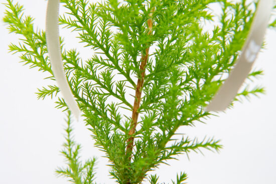 松柏是什麼? 6 種常見松柏圖鑑,從葉子清楚看出差別 3 1120 香冠柏聖誕小樹-莖部