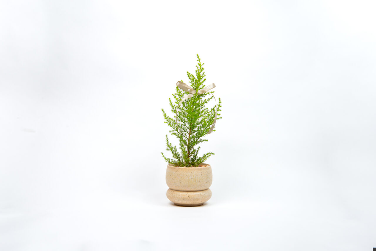 1120 香冠柏聖誕小樹-設計桌是盆栽