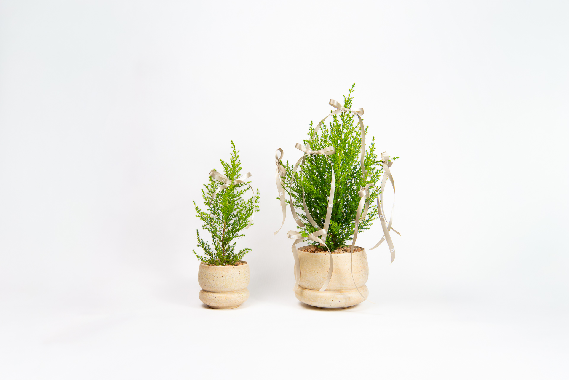 松柏是什麼? 6 種常見松柏圖鑑,從葉子清楚看出差別 1 1120 香冠柏聖誕小樹-雙盆組合