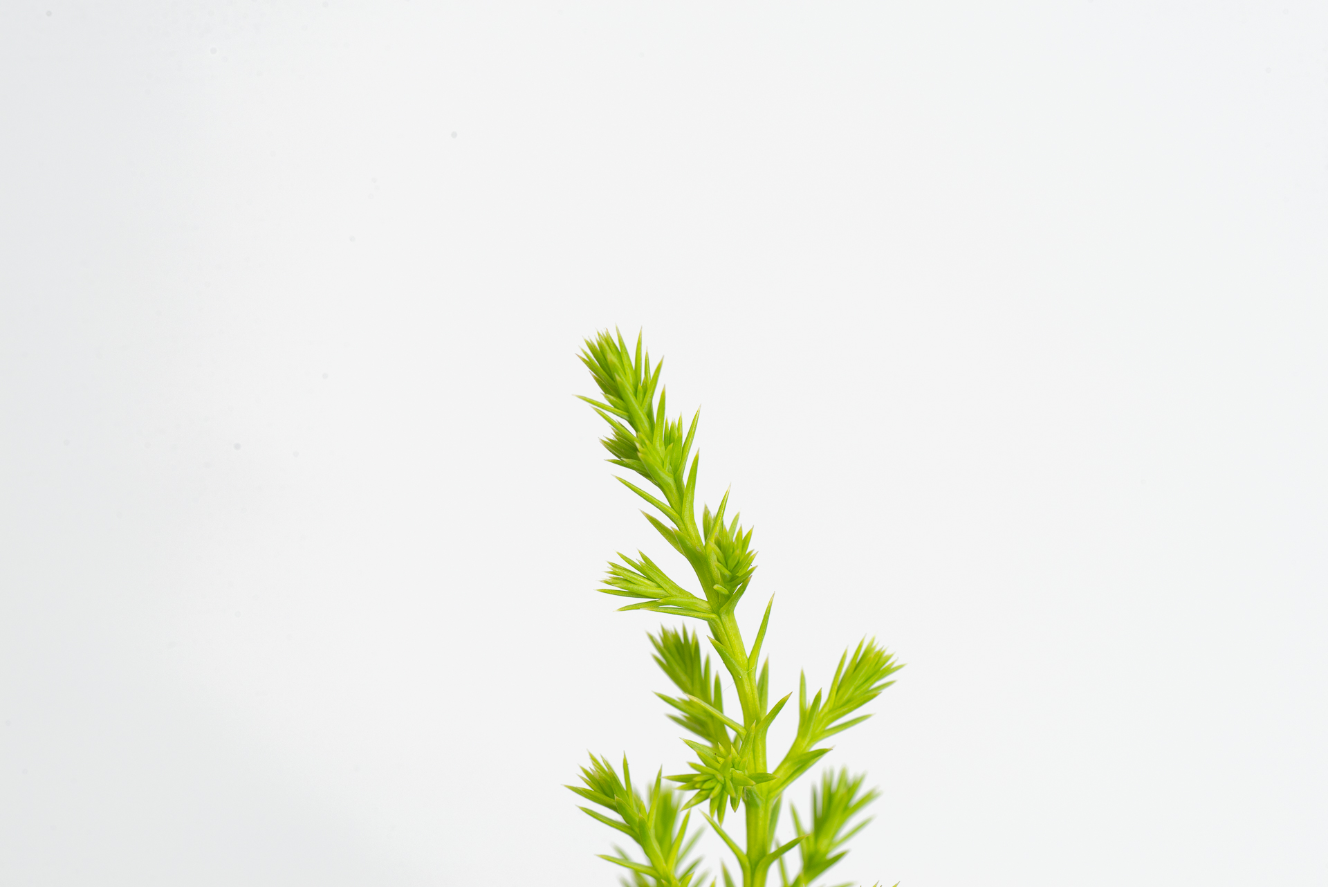 植物圖鑑:香冠柏 Cupressus macrocarpa ‘Goldcrest’ 1 1120 香冠柏聖誕小樹-頂端針狀