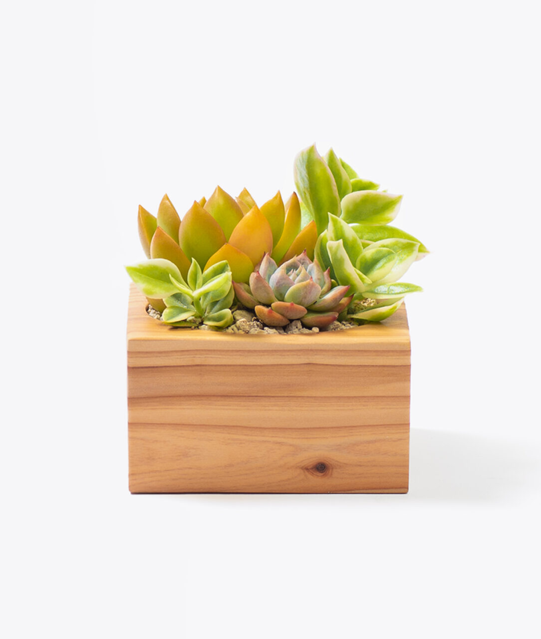 客製化禮贈品選擇一木質柳杉盆