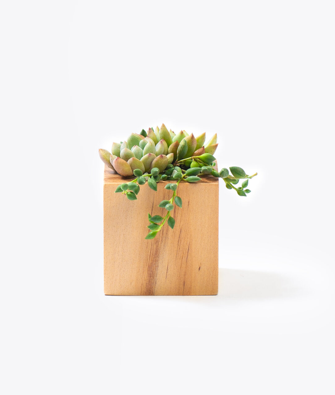 客製化禮贈品選擇一木質迷你盆