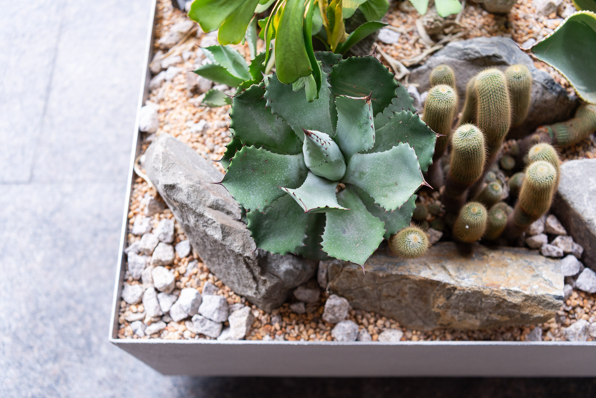 門口造景推薦!品牌新門市怎麼種植物才療癒又自然 23 門口造景推薦!品牌新門市怎麼種植物才療癒又自然 1213 西門町Oani 飯店造景案例37