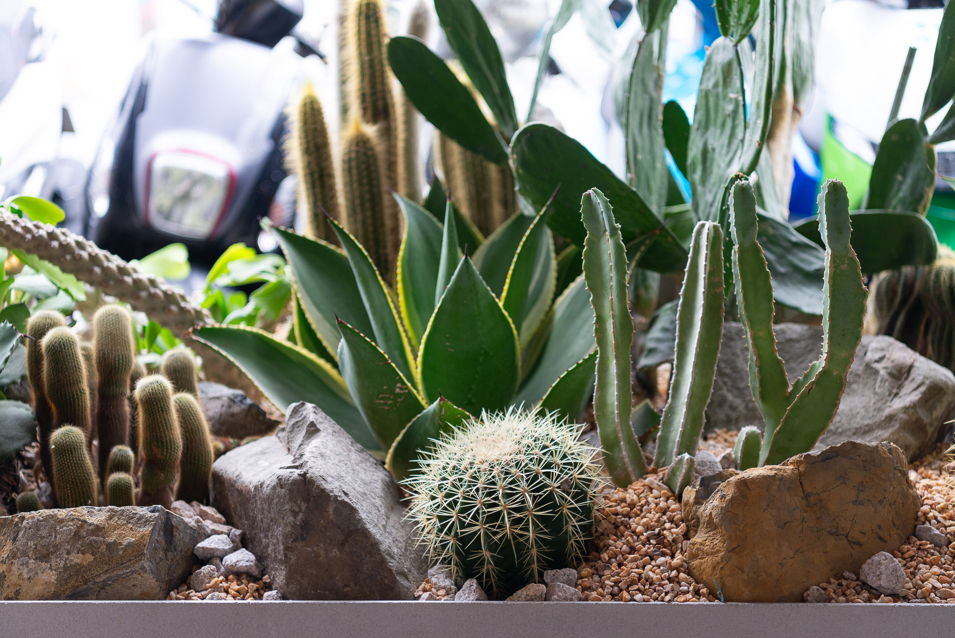 門口造景推薦!品牌新門市怎麼種植物才療癒又自然 21 門口造景推薦!品牌新門市怎麼種植物才療癒又自然 1213 西門町Oani 飯店造景案例38