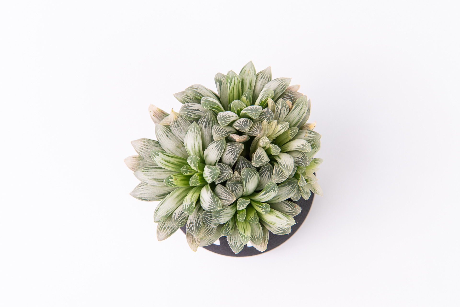 多肉圖鑑:白斑玉露 Haworthia cooperi f. variegata 2 1217 每月一肉白斑玉露- 平視