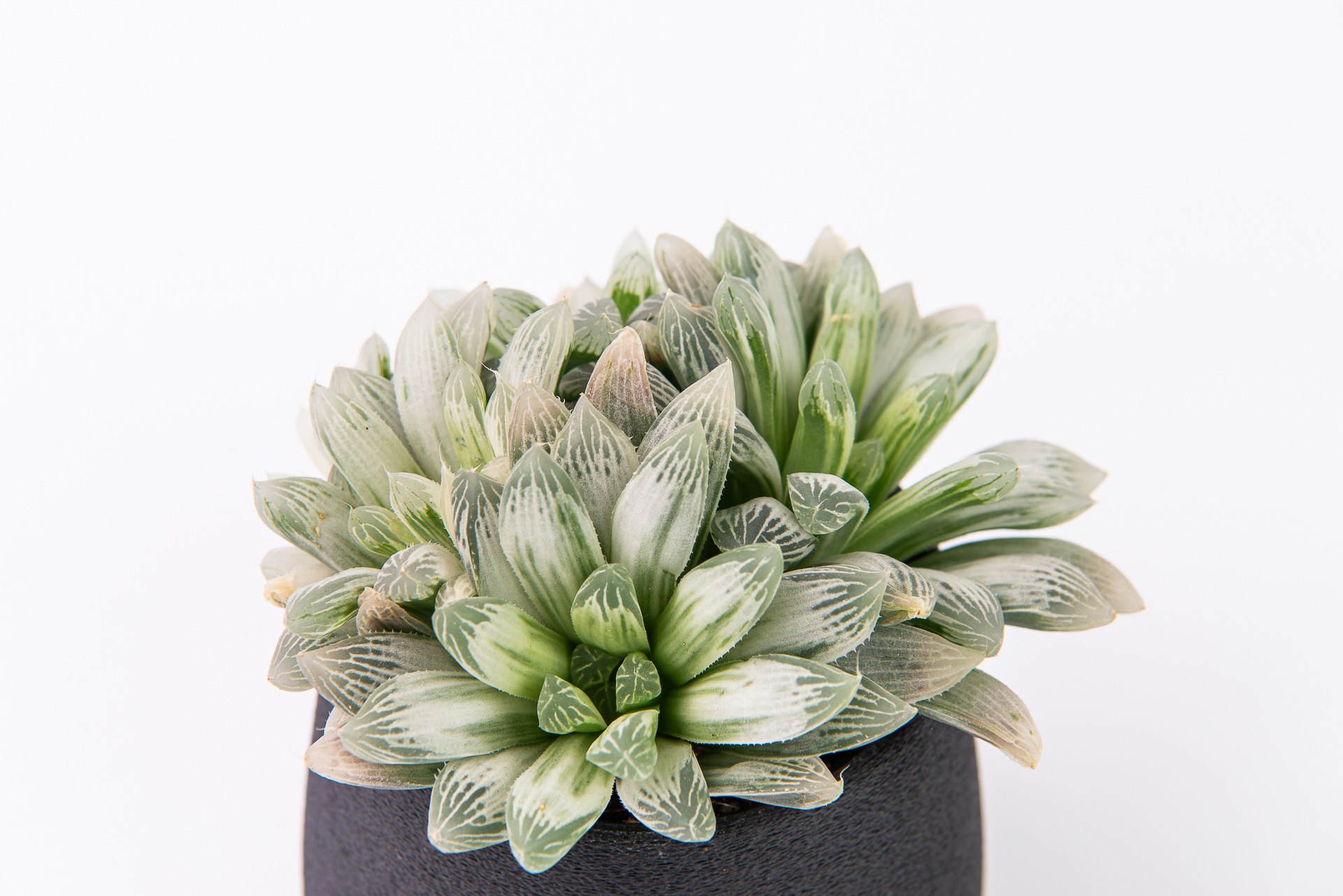 多肉圖鑑:白斑玉露 Haworthia cooperi f. variegata 1 1217 每月一肉白斑玉露-葉片