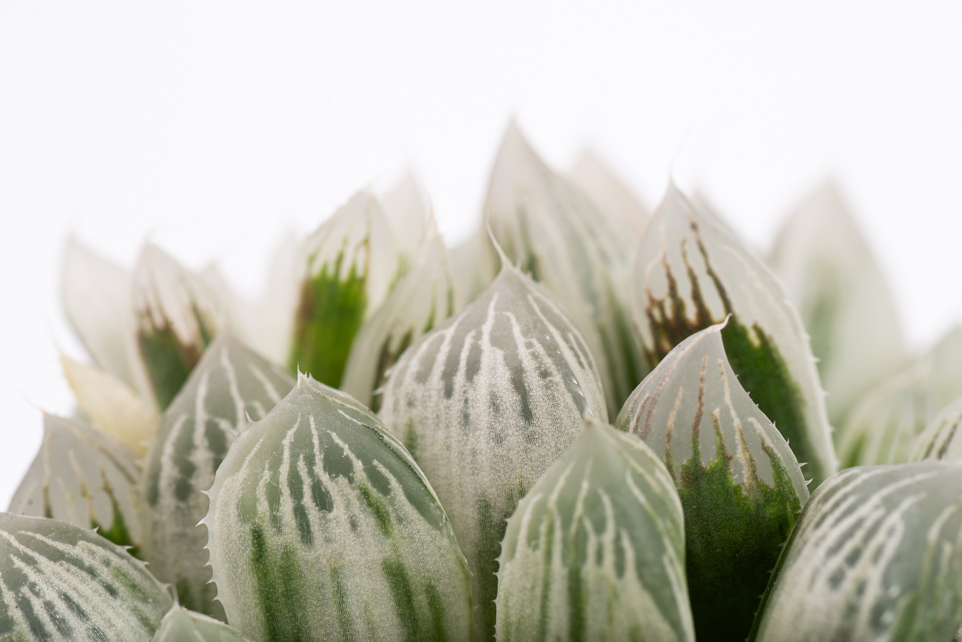 多肉圖鑑:白斑玉露 Haworthia cooperi f. variegata 6 1217 每月一肉白斑玉露-葉片特寫
