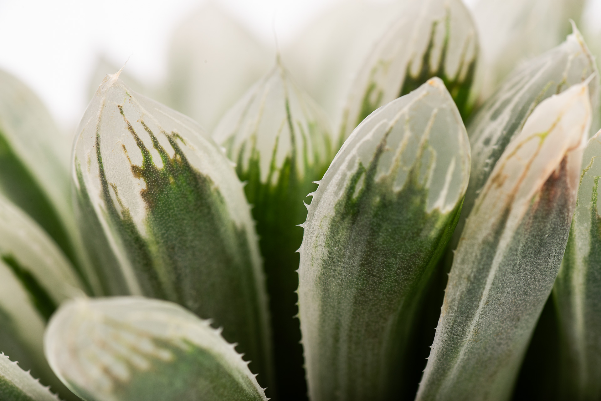 多肉圖鑑:白斑玉露 Haworthia cooperi f. variegata 4 1217 每月一肉白斑玉露-葉片小刺