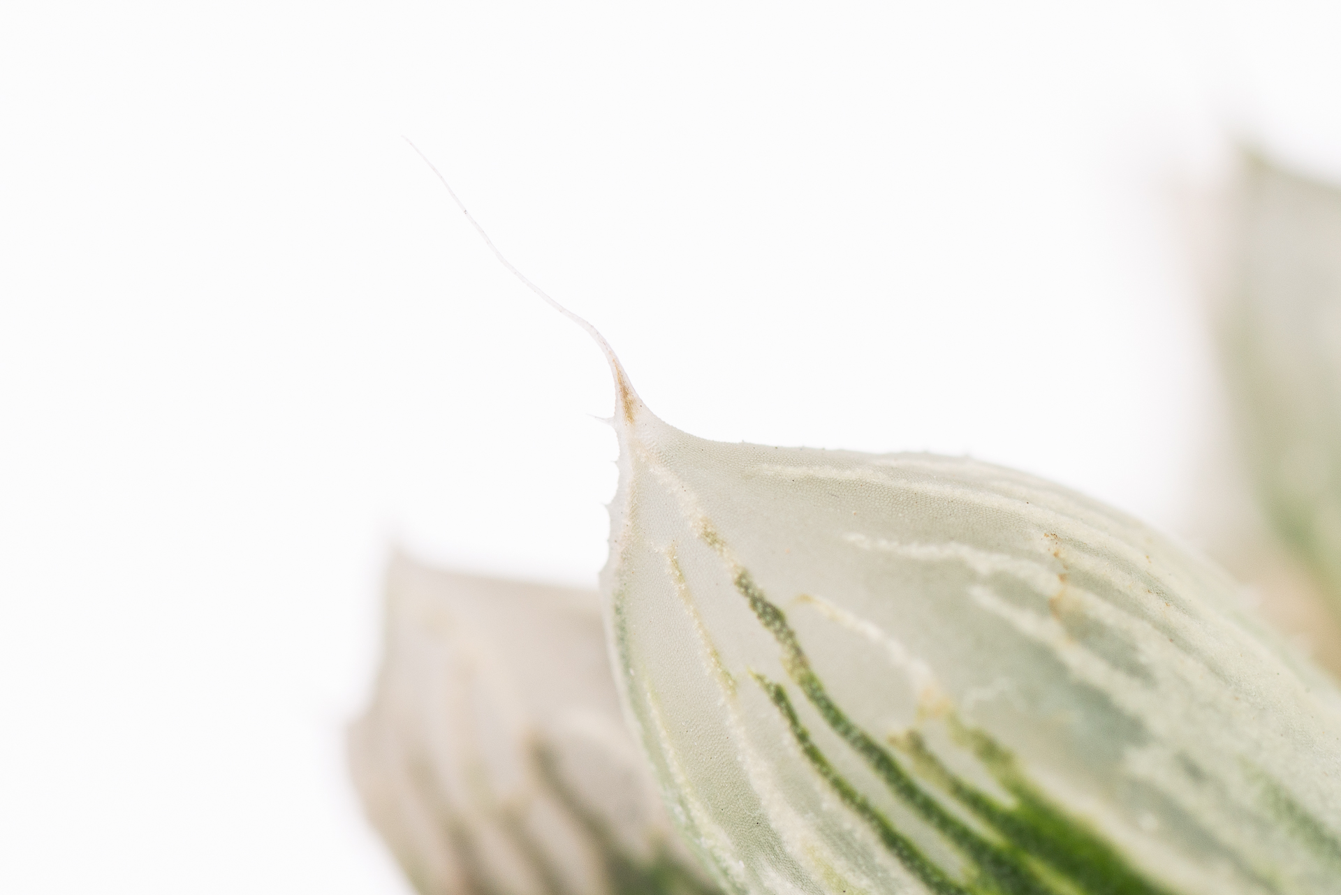 多肉圖鑑:白斑玉露 Haworthia cooperi f. variegata 3 1217 每月一肉白斑玉露-葉片尖端