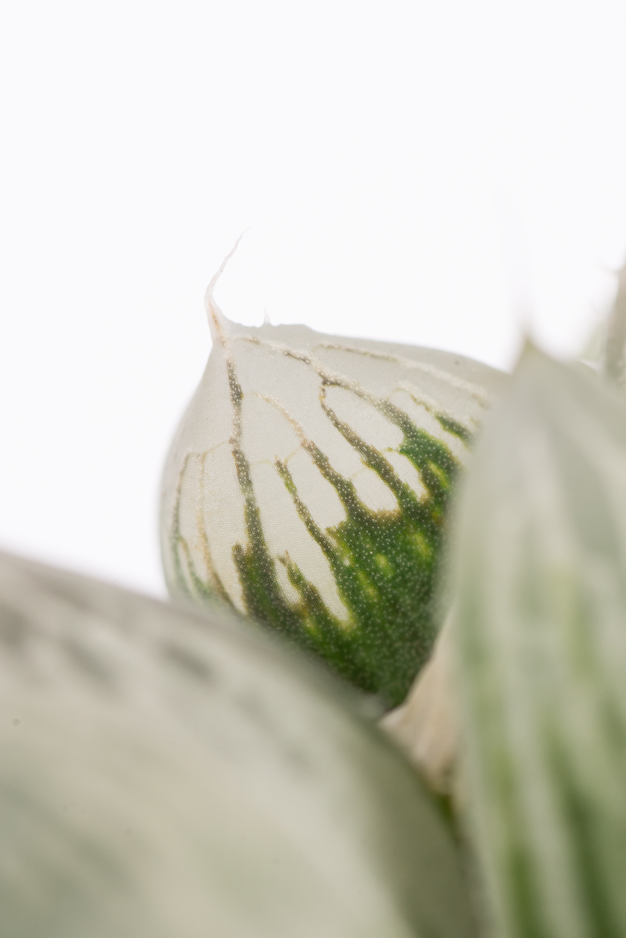 多肉圖鑑:白斑玉露 Haworthia cooperi f. variegata 5 1217 每月一肉白斑玉露-葉片微距