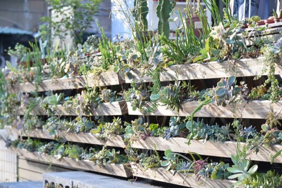 全日照?半日照?教你搞懂植物的需要! 2 全日照?半日照?教你搞懂植物的需要! 14690982 1428238490523576 999302132557789132 n