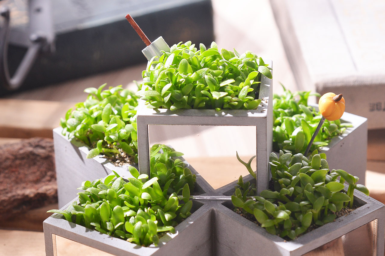 火龍果盆栽與台灣設計師盆器 火龍果盆栽與台灣設計師盆器