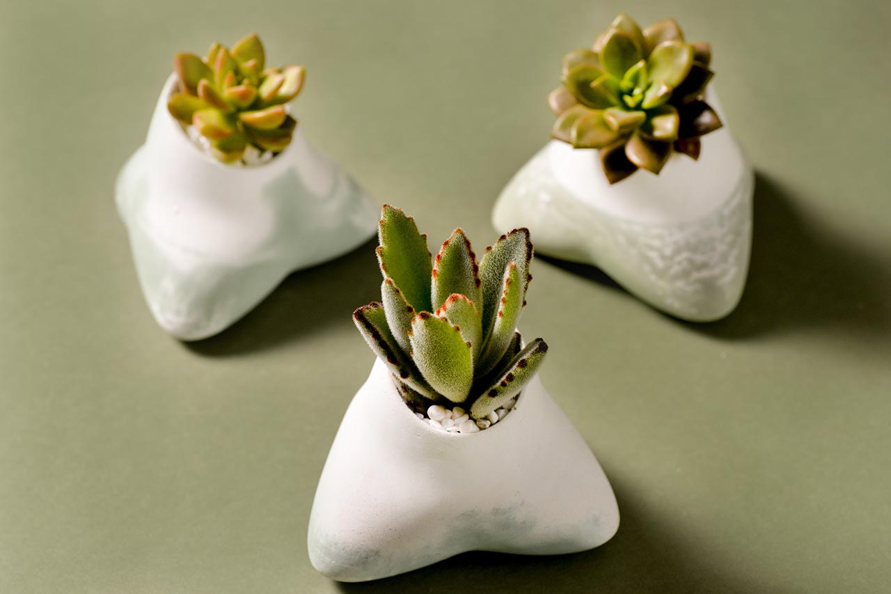 2021 年端午植物禮盒 8 2021 年端午植物禮盒 2021 有肉的端午節植物係禮盒_多肉植物5