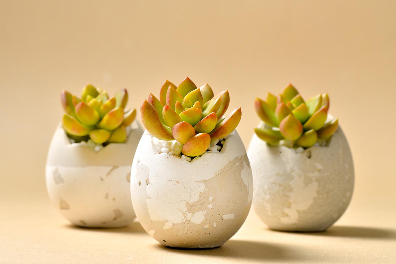 2021 年端午植物禮盒 13 2021 年端午植物禮盒 2021 有肉的端午節植物係禮盒_蛋盆與肉粽盆7