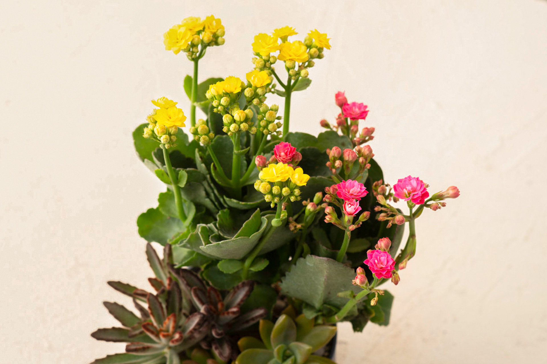 長壽花與蘭花,春節開花盆栽怎麼選? 3 長壽花與蘭花,春節開花盆栽怎麼選? 2022有肉SUCCULAND 長壽花多肉盆栽2 1280x855 拷貝