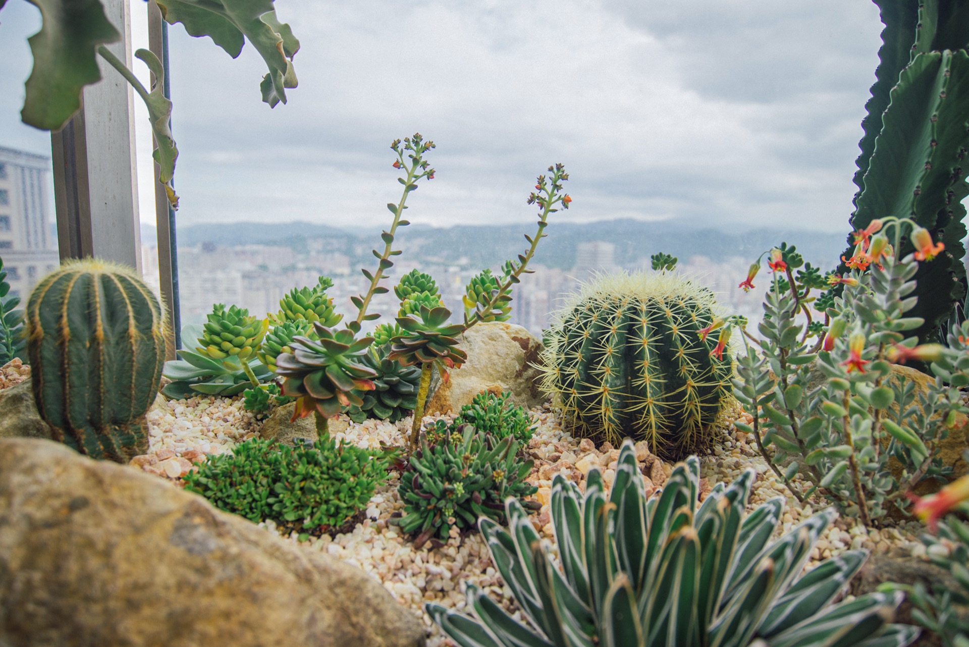 園藝造景推薦:陽台上的彩虹綠地 6 多肉植物造景推薦