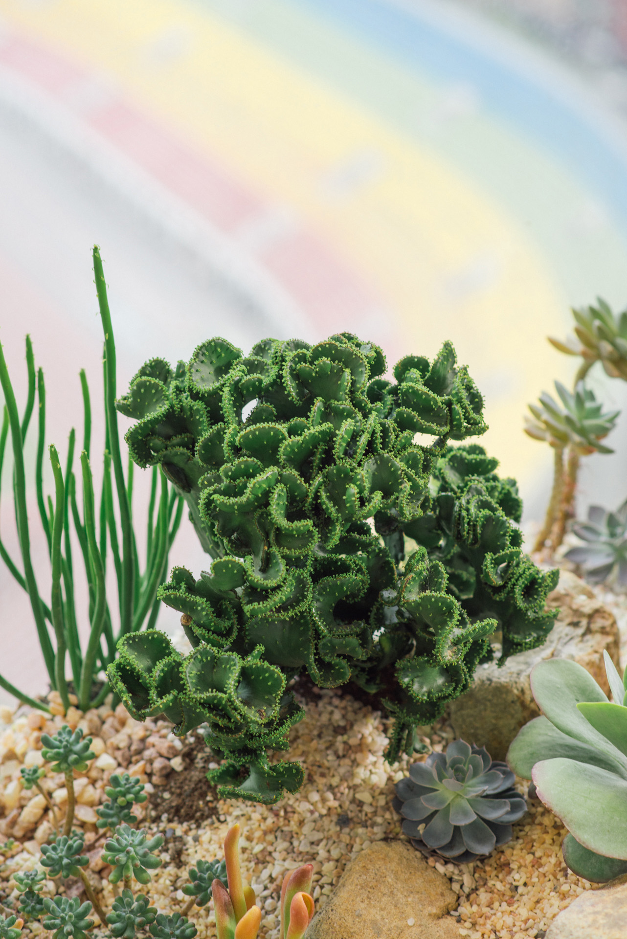 園藝造景推薦:陽台上的彩虹綠地 7 彩虹多肉