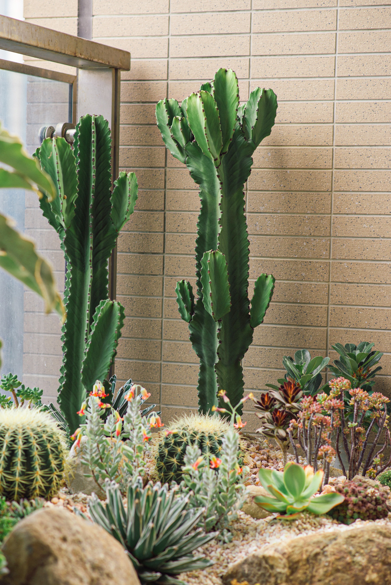 園藝造景推薦:陽台上的彩虹綠地 4 仙人掌造景
